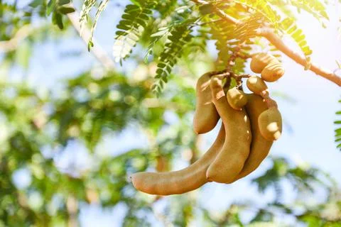 Tamarind  tree,  ripe  tamarind  fruit  on  tree  with  leaves  in  summer  background,  Tamarind  plantation  agricultural  farm  orchard  tropical  garden xkwx agriculture,  asia,  asian,  background,  brown,  closeup,  crop,  curve,  delicious,  dessert,  eating,  edible,  exotic,  food,  fresh,  freshness,  fruit,  garden,  green,  group,  health,  healthy,  ingredient,  leaf,  market,  natural,  nature,  nutrition,  open,  organic,  pile,  plant,  raw,  ripe,  seed,  sharing,  shell,  sour,  sweet,  tamarind,  tamarind  juice,  tamarind  leaves,  tamarinds,  texture,  thai,  tree,  tropical,  vegetable,  vegetarian,  vitamin