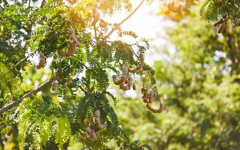 Tamarind  tree,  ripe  tamarind  fruit  on  tree  with  leaves  in  summer  background,  Tamarind  plantation  agricultural  farm  orchard  tropical  garden xkwx agriculture,  asia,  asian,  background,  brown,  closeup,  crop,  curve,  delicious,  dessert,  eating,  edible,  exotic,  food,  fresh,  freshness,  fruit,  garden,  green,  group,  health,  healthy,  ingredient,  leaf,  market,  natural,  nature,  nutrition,  open,  organic,  pile,  plant,  raw,  ripe,  seed,  sharing,  shell,  sour,  sweet,  tamarind,  tamarind  juice,  tamarind  leaves,  tamarinds,  texture,  thai,  tree,  tropical,  vegetable,  vegetarian,  vitamin