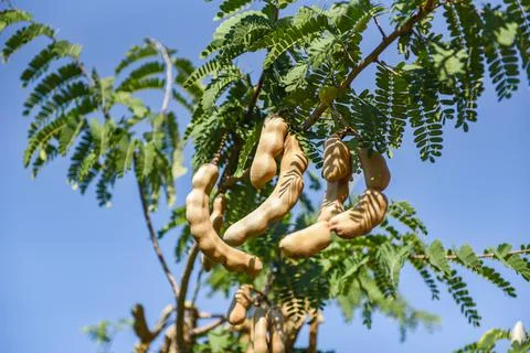 Tamarind  tree,  ripe  tamarind  fruit  on  tree  with  leaves  in  summer  background,  Tamarind  plantation  agricultural  farm  orchard  tropical  garden xkwx agriculture,  asia,  asian,  background,  brown,  closeup,  crop,  curve,  delicious,  dessert,  eating,  edible,  exotic,  food,  fresh,  freshness,  fruit,  garden,  green,  group,  health,  healthy,  ingredient,  leaf,  market,  natural,  nature,  nutrition,  open,  organic,  pile,  plant,  raw,  ripe,  seed,  sharing,  shell,  sour,  sweet,  tamarind,  tamarind  juice,  tamarind  leaves,  tamarinds,  texture,  thai,  tree,  tropical,  vegetable,  vegetarian,  vitamin