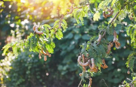 Tamarind  tree,  ripe  tamarind  fruit  on  tree  with  leaves  in  summer  background,  Tamarind  plantation  agricultural  farm  orchard  tropical  garden xkwx agriculture,  asia,  asian,  background,  brown,  closeup,  crop,  curve,  delicious,  dessert,  eating,  edible,  exotic,  food,  fresh,  freshness,  fruit,  garden,  green,  group,  health,  healthy,  ingredient,  leaf,  market,  natural,  nature,  nutrition,  open,  organic,  pile,  plant,  raw,  ripe,  seed,  sharing,  shell,  sour,  sweet,  tamarind,  tamarind  juice,  tamarind  leaves,  tamarinds,  texture,  thai,  tree,  tropical,  vegetable,  vegetarian,  vitamin