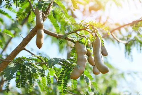Tamarind  tree,  ripe  tamarind  fruit  on  tree  with  leaves  in  summer  background,  Tamarind  plantation  agricultural  farm  orchard  tropical  garden xkwx agriculture,  asia,  asian,  background,  brown,  closeup,  crop,  curve,  delicious,  dessert,  eating,  edible,  exotic,  food,  fresh,  freshness,  fruit,  garden,  green,  group,  health,  healthy,  ingredient,  leaf,  market,  natural,  nature,  nutrition,  open,  organic,  pile,  plant,  raw,  ripe,  seed,  sharing,  shell,  sour,  sweet,  tamarind,  tamarind  juice,  tamarind  leaves,  tamarinds,  texture,  thai,  tree,  tropical,  vegetable,  vegetarian,  vitamin