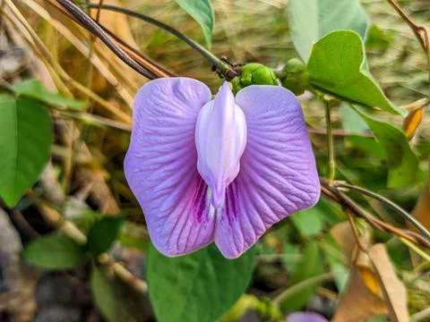 1663249411194 写真素材