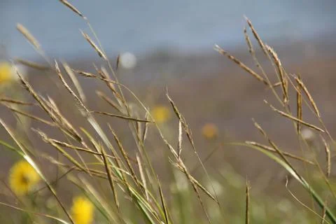 Prairie Cordgrass Stock Photos – License High‑Quality Images | IMAGO