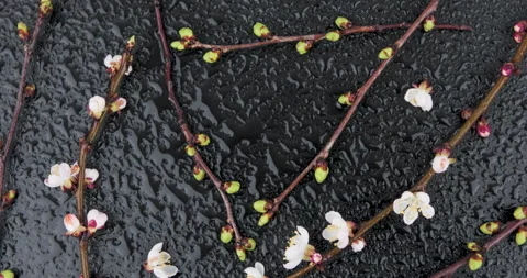 167A2059 Stock Footage 241089684