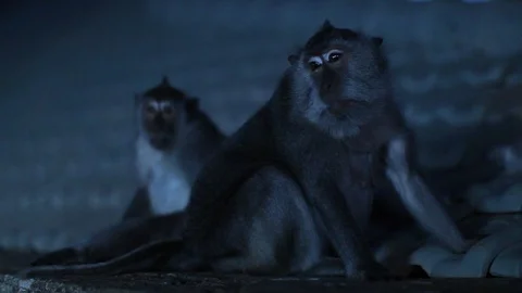16_Bali_BalineseMonkeys Video stock 97134468