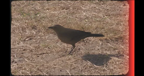 16mm-bird beach Stock Footage 128411021
