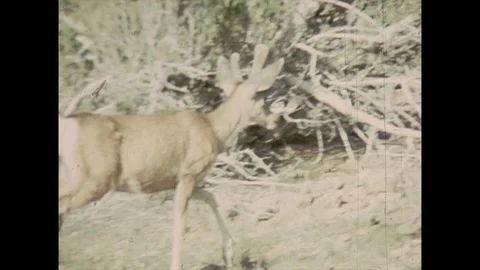 16mm deer walks behind tree Video stock 129856206