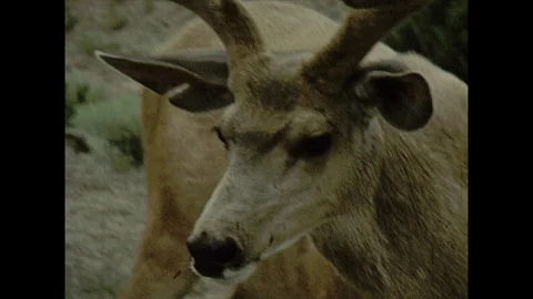 16mm deer with young boy Stock Footage 129855089