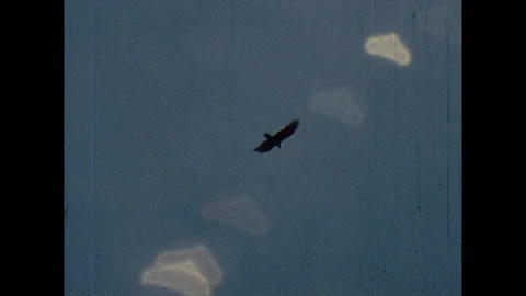 16mm hawk flies through cloudy sky Stock Footage 129861858