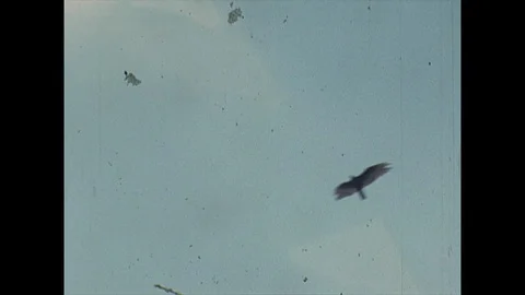 16mm hawk flies through cloudy sky Video stock 129870028
