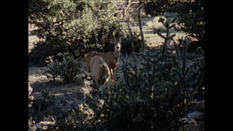 16mm high angle deer grazing one looks up Stock Footage 129861473