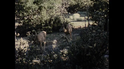16mm high angle deer grazing Video stock 129861599