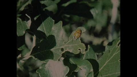 16mm ladybug on leaf Stock Footage 129862636