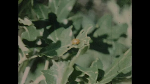 16mm ladybug on leaf Stock Footage 129862653