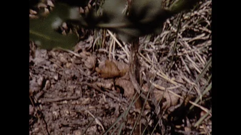 16mm lupine rack to mountain Stock Footage 129865549
