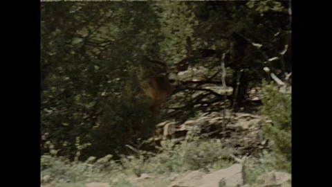 16mm male deer with large antlers stares into camera Stock-Footage 129855152