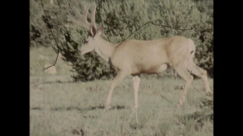 16mm male deer walks through meadow behind tree Stock Footage 129856341