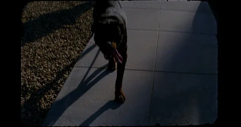 16mm-rottweiler happy Stock Footage 128409339