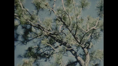16mm small bird in pine tree 스톡 동영상 129862680
