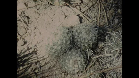 16mm three cacti from above Stock Footage 129860199