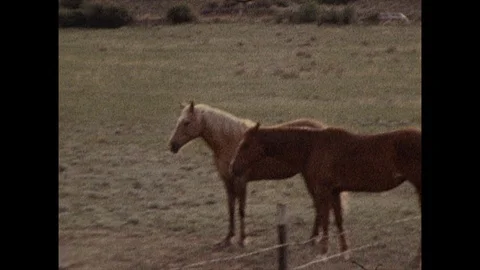 16mm two horses stand in field Stock Footage 129840992
