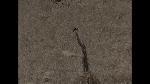 16mm zoom in to bird on cactus Stock Footage 129846089