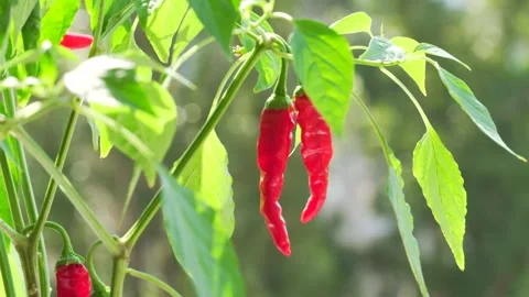 16.peppers Video stock 295049991