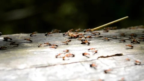 16Z DSC 7036 Stock Footage 124762819