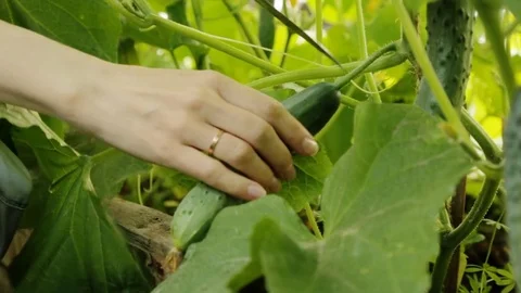 17-287 Stock Footage 79670351