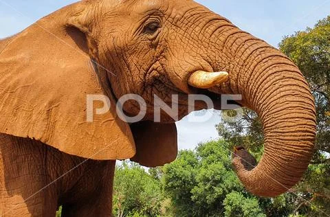 17 African Elephant close encounter sanctuary trunk closeup mouth Stock Photos