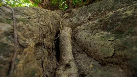 17 Close-Up Rising Shot of Old Banyan Tree Trunk and Canopy Stock Footage 313651360