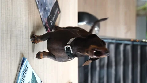 17 Dachshund barks on the table Stock Footage 221119089