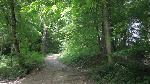 17 Forest path. Wind through the trees. Stock Footage 39117319