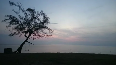 17 inclined tree with swing facing oceanic sunrise Stock Footage 145652699