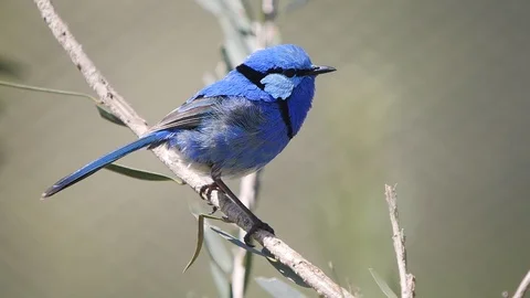17% slow motion clip of a splendid fairy wren on a branch Stock Footage 98622699
