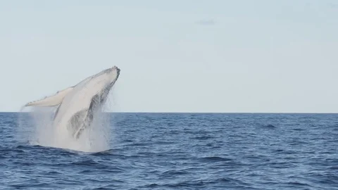 17% slow motion of a humpback whale in a near vertical breach at merimbula Stock Footage