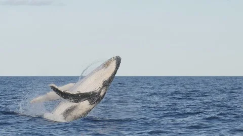 17% slow motion shot of a humpback whale calf leaping Stock Footage 99327401
