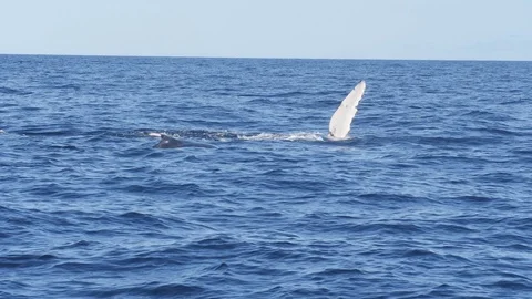 17% slow motion shot of humpback whale fin slap at merimbula Stock Footage 99383793