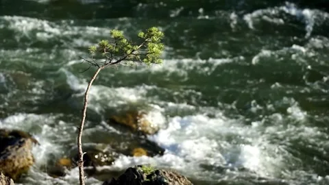 17 a small tree grows from stones near a stormy and mountain river Stock Footage 264103928