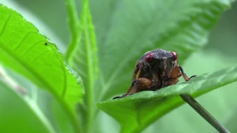 17 year cicada front view Stock Footage 75861794