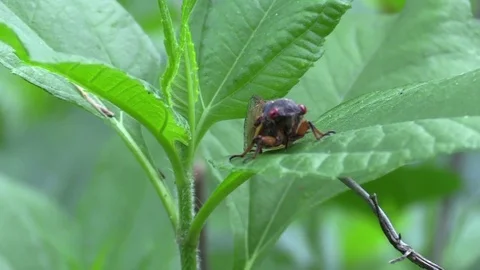 17 year cicada front view zoom in Stock Footage 75861819
