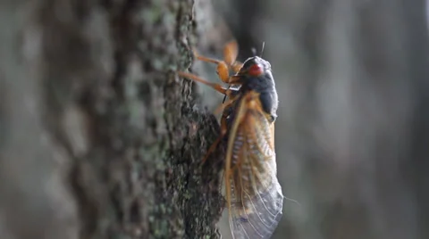 17 year Cicada insect walking up tree slowly colorful Stock Footage 39163433