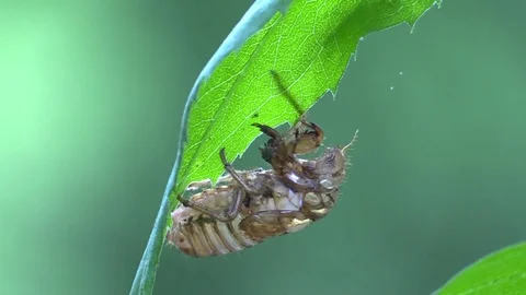 17 year cicada shell left on leaf Stock Footage 75861816