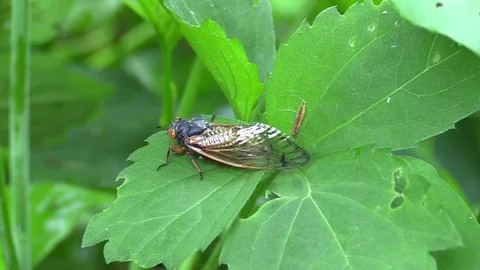 17 year cicada side view zoom in Stock Footage 75862107