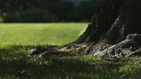 17-Year Cicadas crawl up a sunny tree in the park Video stock 166469261