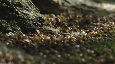 17-Year Cicadas crawl up tree roots to molt.  Video stock 166469239