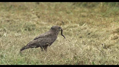 17.06.2025 - Eurasian Buzzard and Snake Prey Stock Footage 337483910