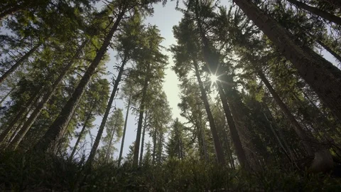 1707. Pine Trees and Sun 4K Stock Footage 88736857