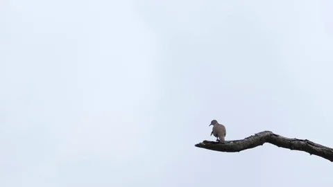 171007 002 Stock Footage 81008184