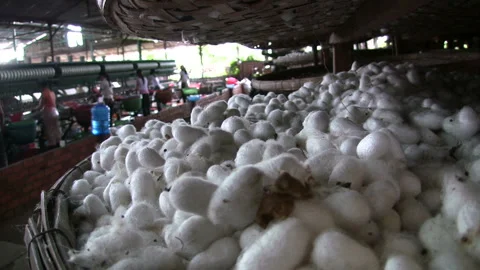 17.23.2024 Silk Worm Cocoons Silk Textile Factory Production Loom Weaving Stock Footage 321624636